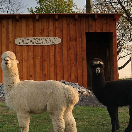 Urlaub Auf Dem Bauernhof Hedwigshoehe Гонштайн Екстер'єр фото